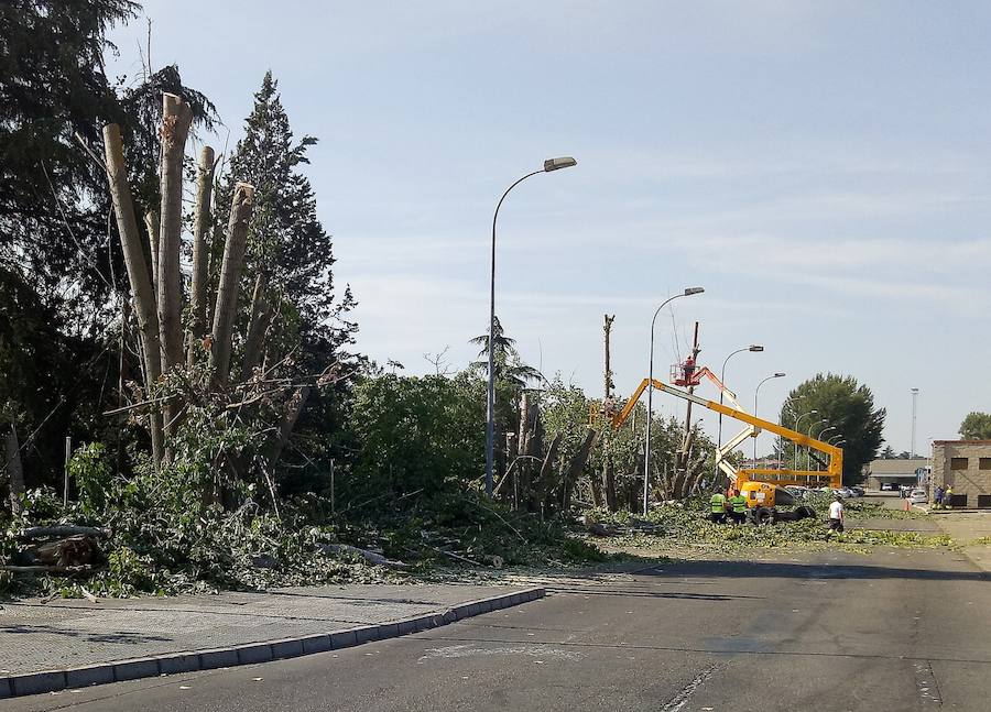 Fotos: El Ayuntamiento de León retira 14 chopos en Vilecha