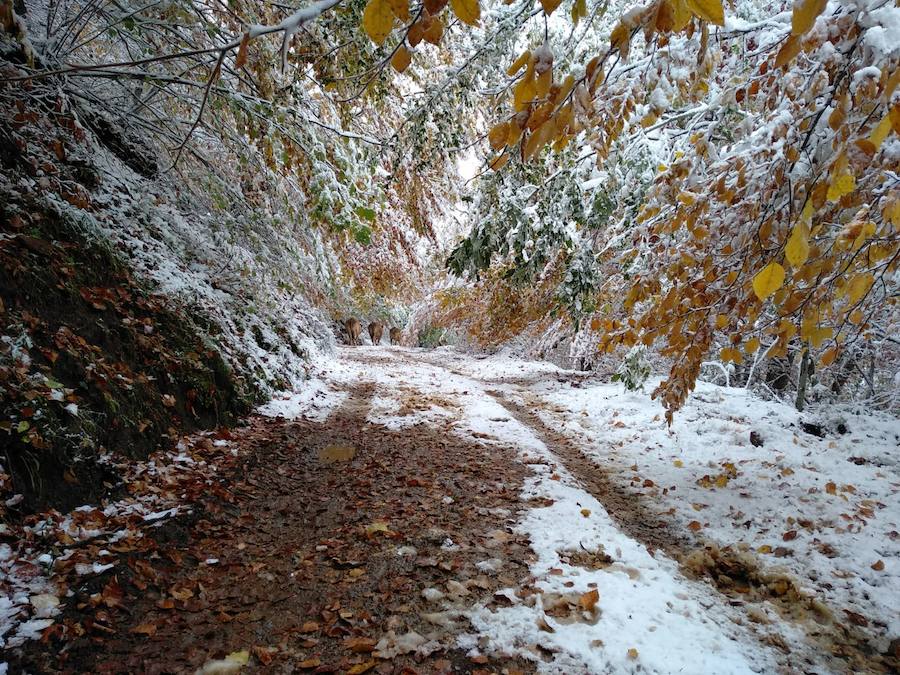 Fotos: La nieve complica la circulación de Pajares, el Huerna y Somiedo