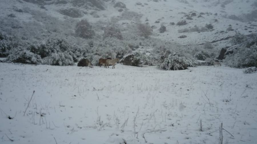 Fotos: La nieve complica la circulación de Pajares, el Huerna y Somiedo