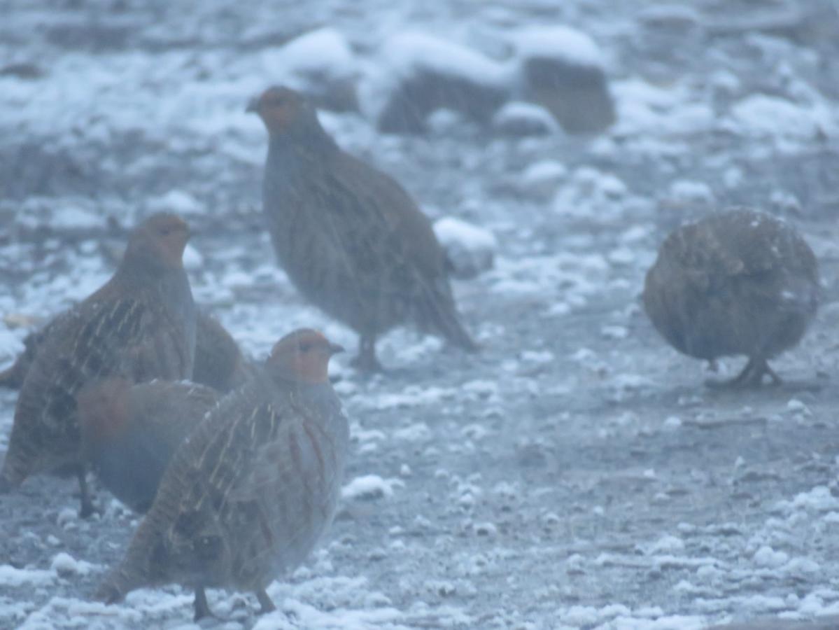 Fotos: NIeve en la vertiente leonesa de Picos de Europa