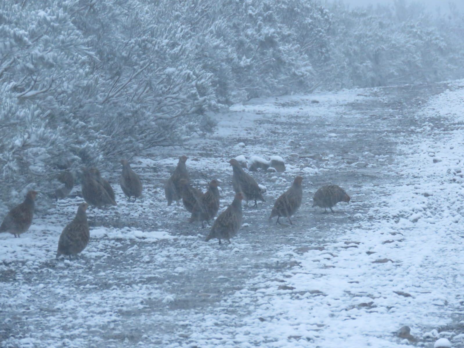 Fotos: NIeve en la vertiente leonesa de Picos de Europa