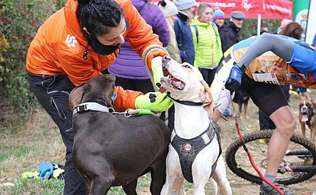 Galería. Perros y personas disfrutaron de una agradable actividad.
