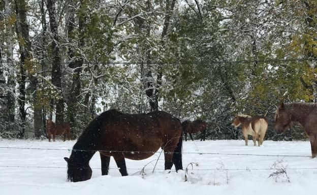 Galería. La ola de nieve azota con virulencia la provinicia de León. 