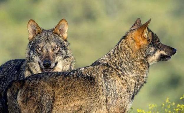 Nuevos ataques de lobos en Ávila. 