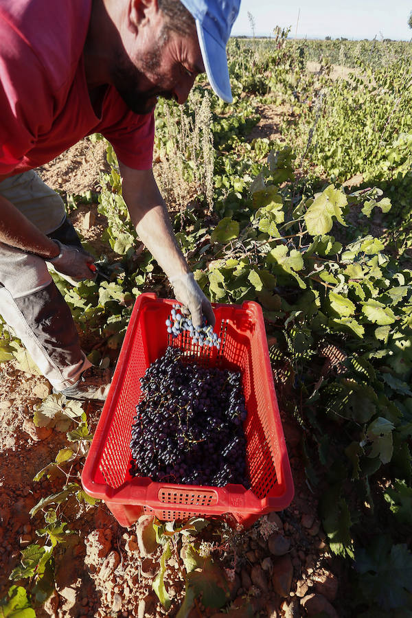 Fotos: Vendimia en los viñedos de la bodega Fuentes del Silencio situada en Herreros de Jamuz