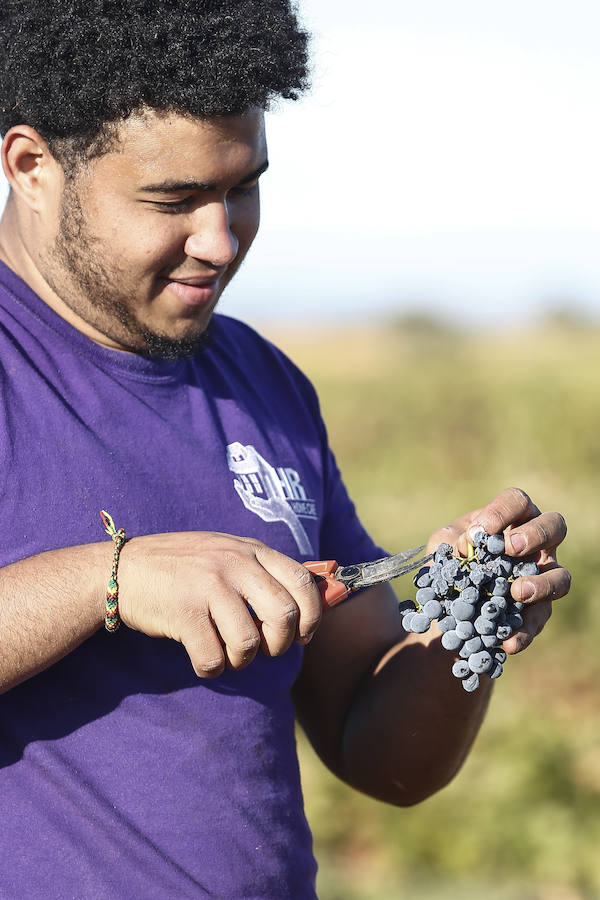 Fotos: Vendimia en los viñedos de la bodega Fuentes del Silencio situada en Herreros de Jamuz