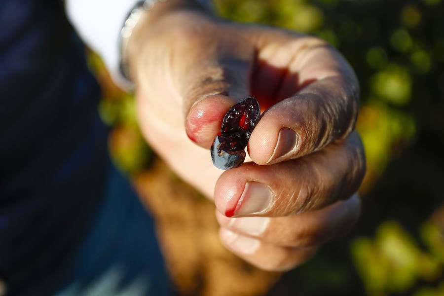 Fotos: Vendimia en los viñedos de la bodega Fuentes del Silencio situada en Herreros de Jamuz