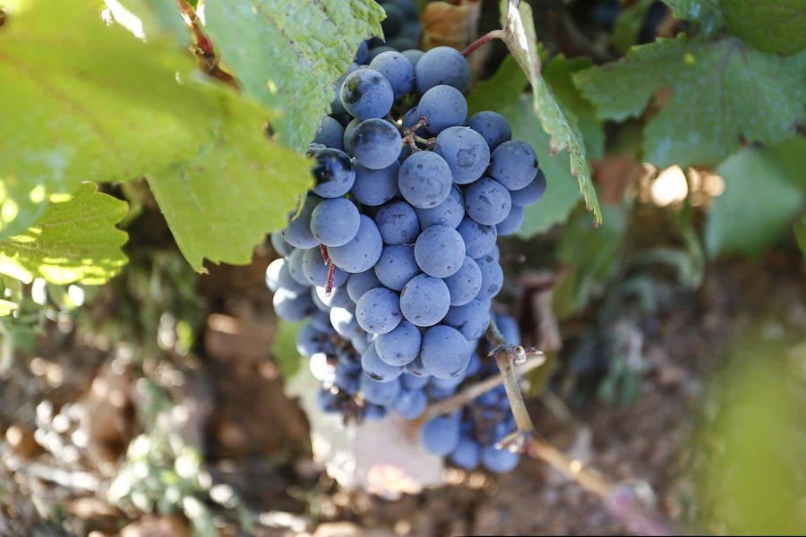 Fotos: Vendimia en los viñedos de la bodega Fuentes del Silencio situada en Herreros de Jamuz