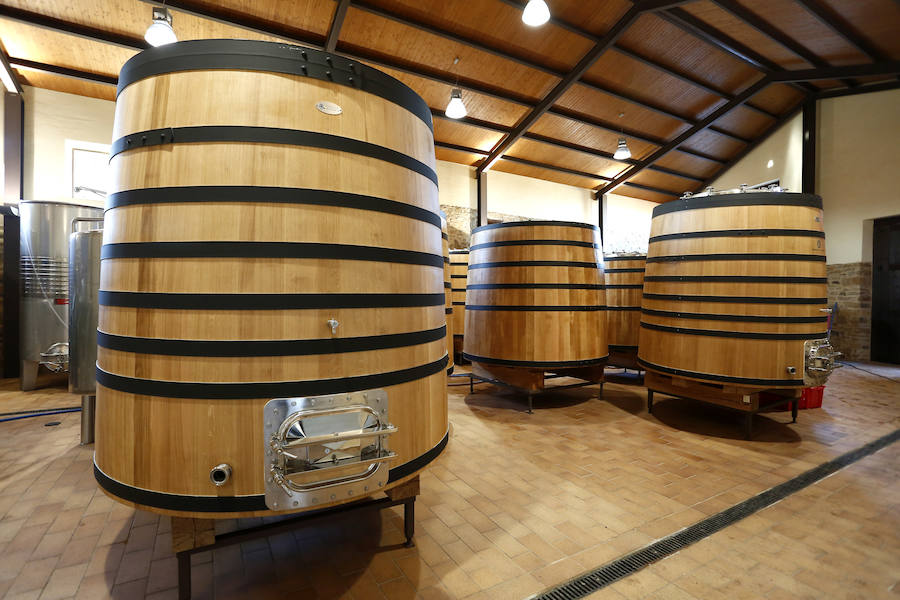 Fotos: Vendimia en los viñedos de la bodega Fuentes del Silencio situada en Herreros de Jamuz
