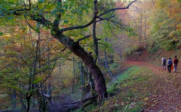 Bosque de Montegrande, en el concejo de Teverga. 