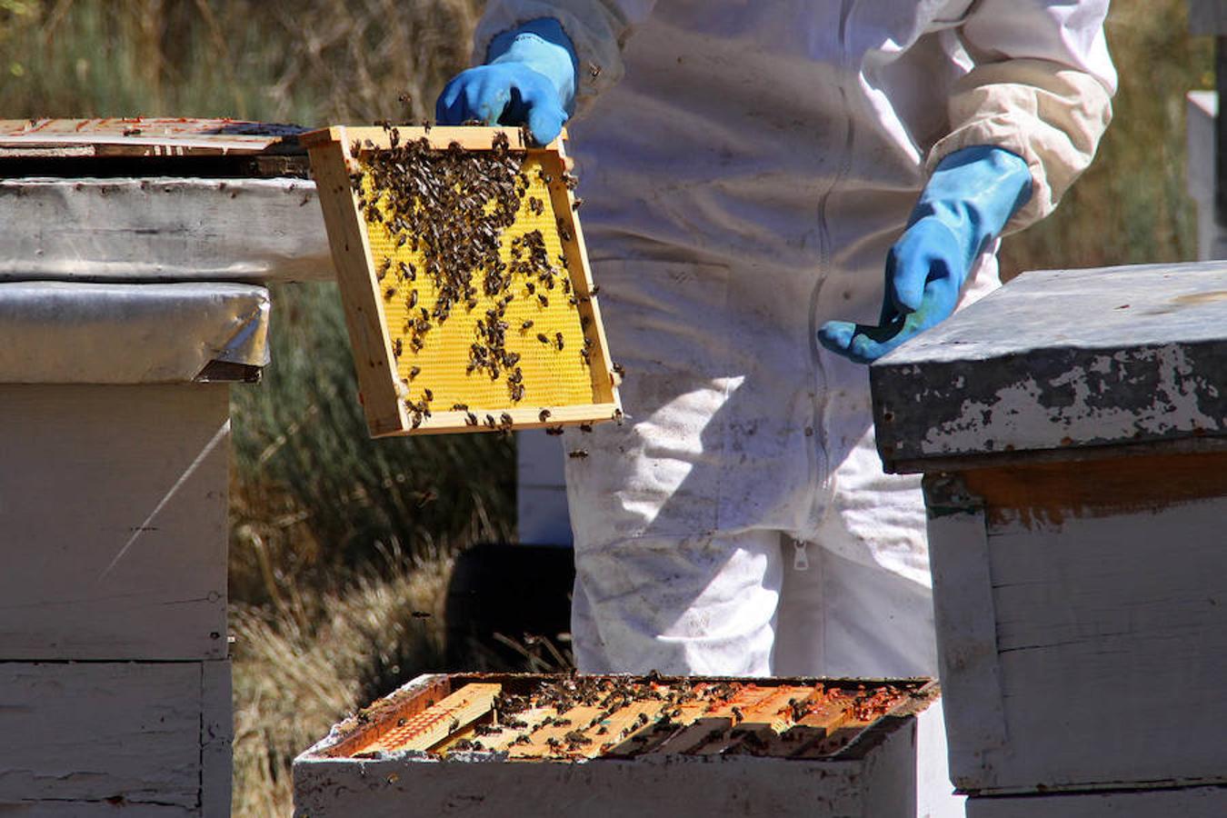 Aunque el número de colmenas es casi idéntico al del año anterior, en 2017 se produjeron descensos en la producción de miel de forma generalizada en la Comunidad, salvo en Burgos y Segovia.