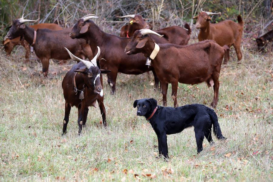 Fotos: Pastor Leonés, entre cabras y ovejas