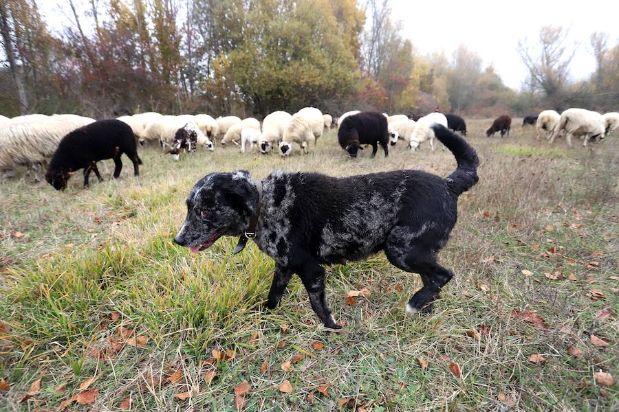 Fotos: Pastor Leonés, entre cabras y ovejas