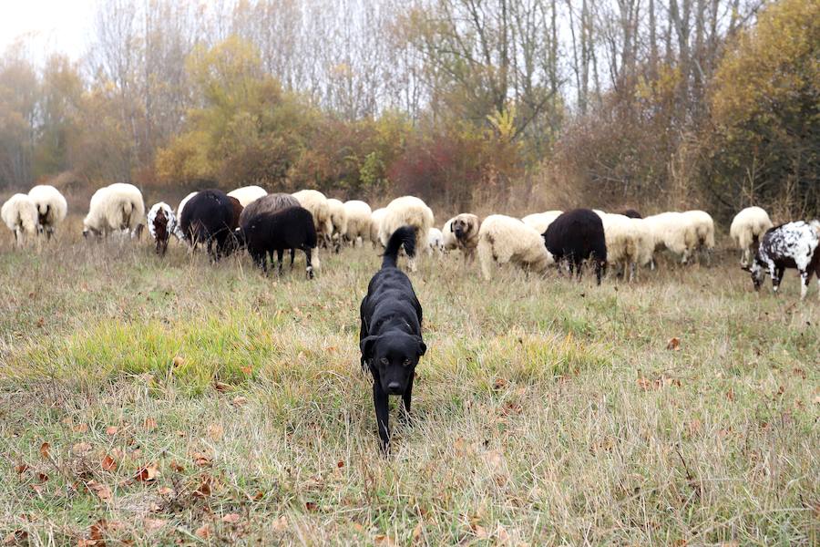 Fotos: Pastor Leonés, entre cabras y ovejas