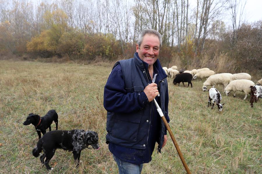 Fotos: Pastor Leonés, entre cabras y ovejas