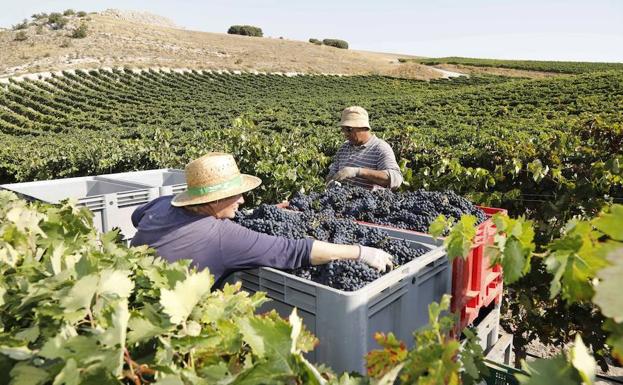 Vendimia en Castrilllo de Duero, Valladolid, a finales de septiembre de 2018.