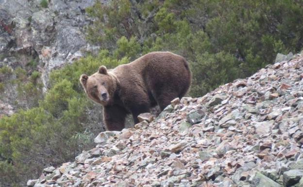 Ejemplar de oso pardo.