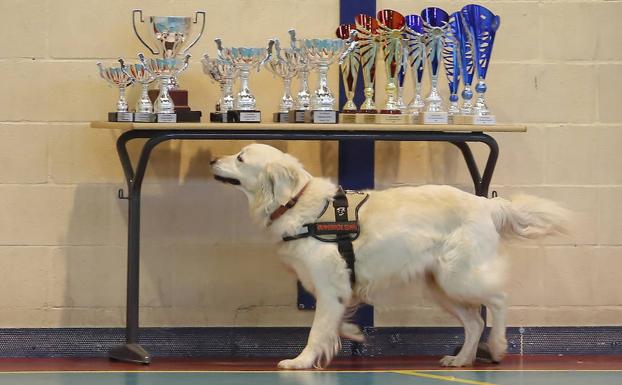 Galería. Uno de los 25 perros participantes del campeonato. 