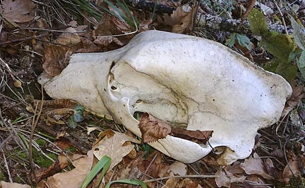Restos esqueletizados de un ejemplar de oso pardo cantábrico en el municipio leonés de Palacios del Sil.