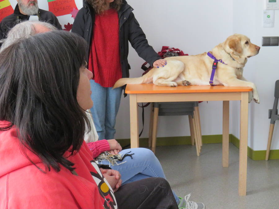 Fotos: Terapia con perros en Alfaem León