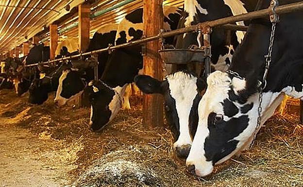 Los ganaderos extensivos de León ultiman una propuesta de mejora en los protocolos de saneamiento animal