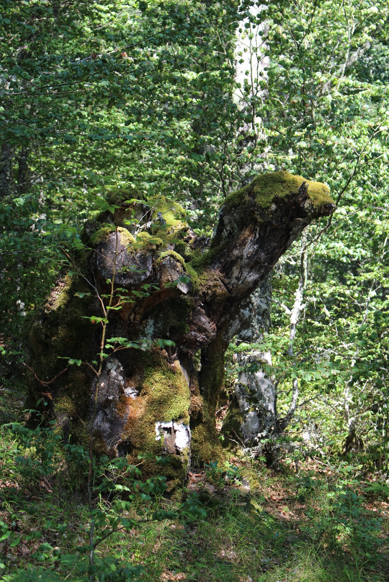 Un tronco de uno de los árboles en los que el musgo ha conquistado gran parte de su corteza se ha convertido en una bonita escultura que recrea a uno de los escuderos de sus Majestades de Oriente 