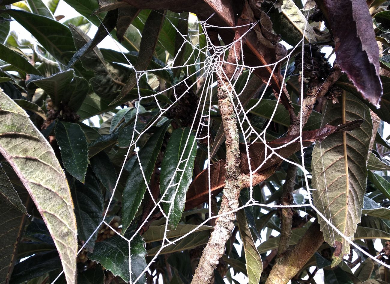 Niebla, frío y helada en el Bierzo