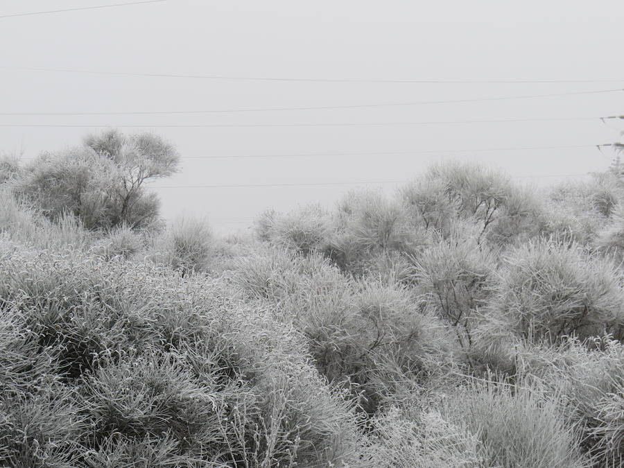 Fotos: Imágenes de la helada en León