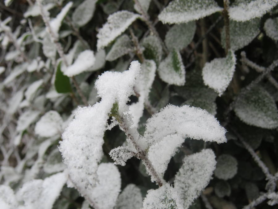 Fotos: Imágenes de la helada en León