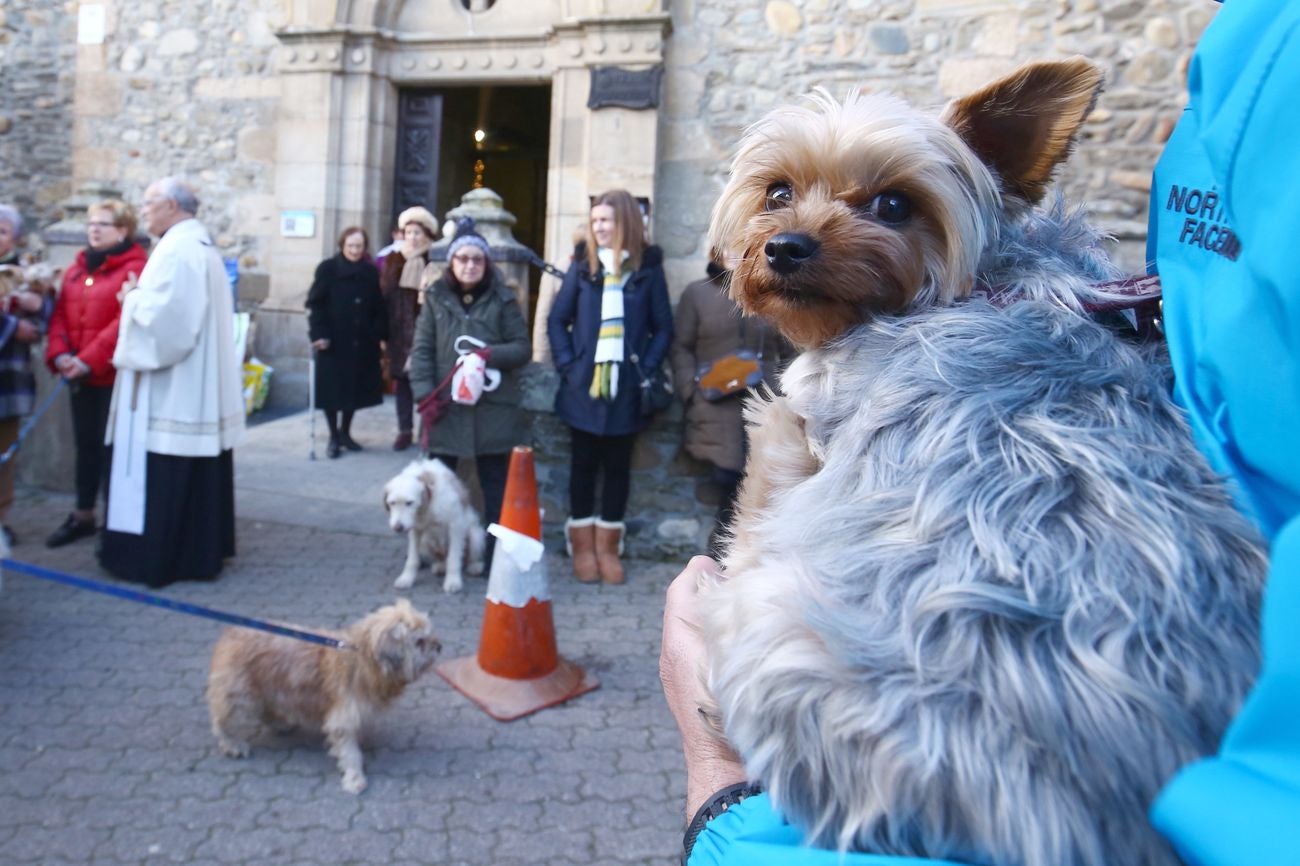 Tradicional bendición de animales por la festividad de San Antón en Cacabelos