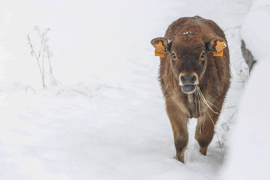 Fotos: Imágenes de nieve en Pajares, Cármenes y Busdongo