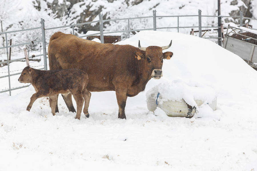 Fotos: Imágenes de nieve en Pajares, Cármenes y Busdongo