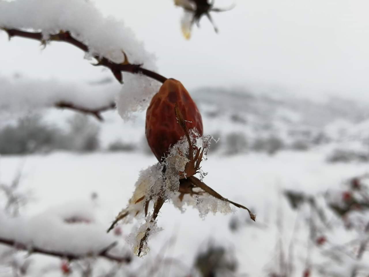 La nieve se instala en la provincia de León. La cota de nieve cae hasta los 800 metros en una provincia en alerta naranja.