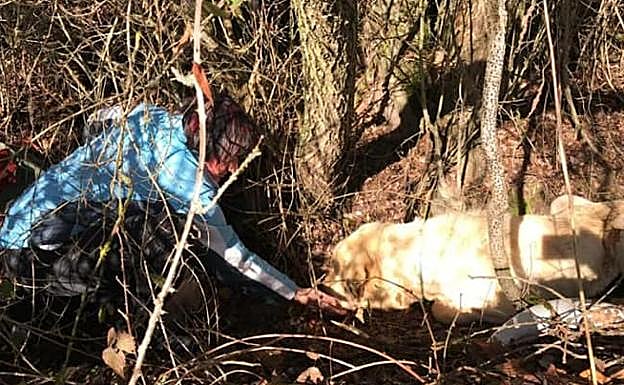 Imagen del mastín cuando fue encontrado.