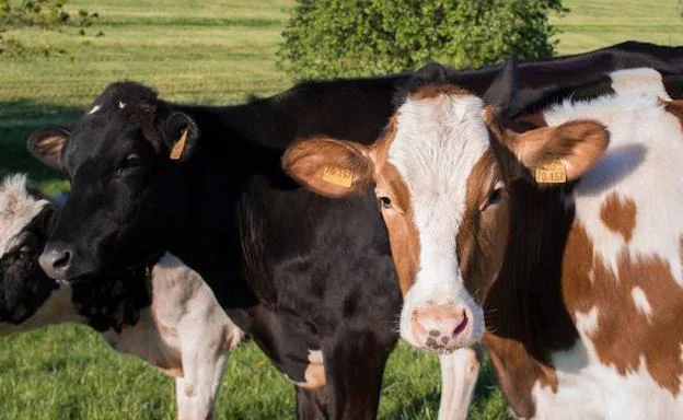 La Facultad de Veterinaria de la ULE programa unas jornadas sobre castración de vacas