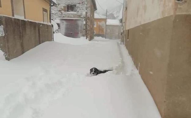 Galería. Un perro en las calles de Vegapujin. 