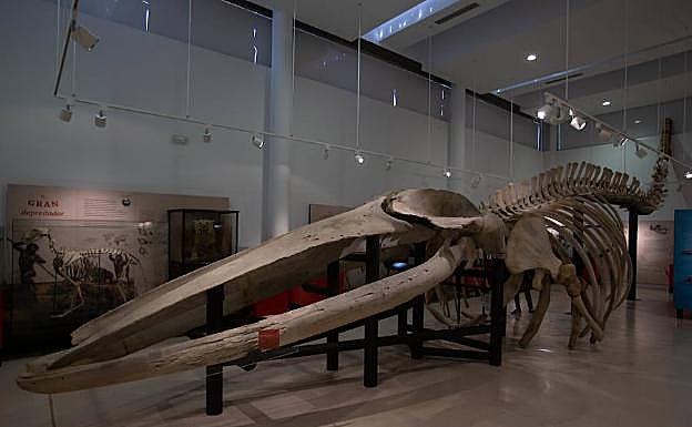 'Paloma', como se llama la ballena azul de 23 metros, que es la joya del museo de ciencias naturales de Los Yébenes. 
