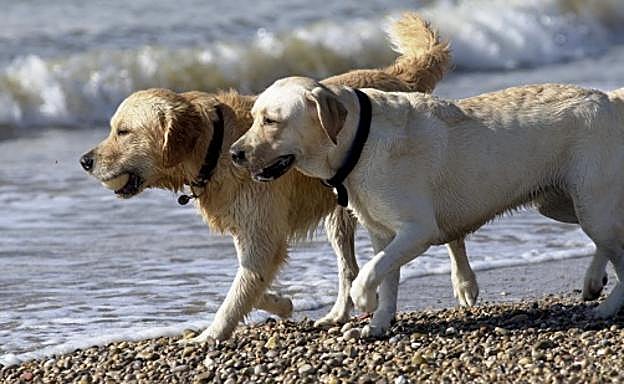 Un 'Airbnb para perros' como alternativa a las residencias