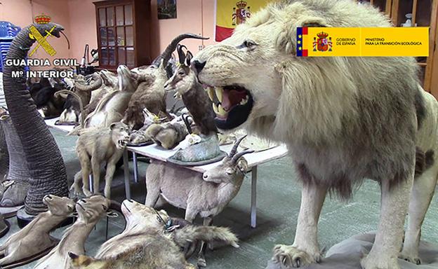 Parte de los animales disecados intervenidos por la Guardia Civil, en Alicante.