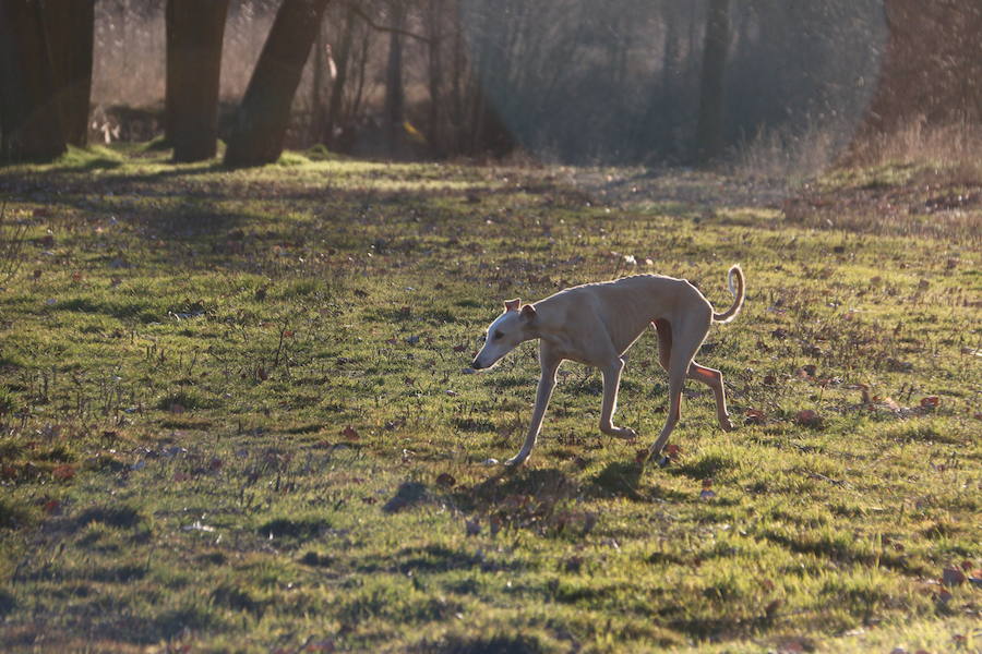 La leonesa Chaparra ha permitido a León colarse en el medallero del Nacional de Galgos 50 años después