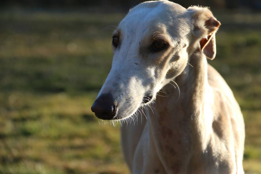 La leonesa Chaparra ha permitido a León colarse en el medallero del Nacional de Galgos 50 años después