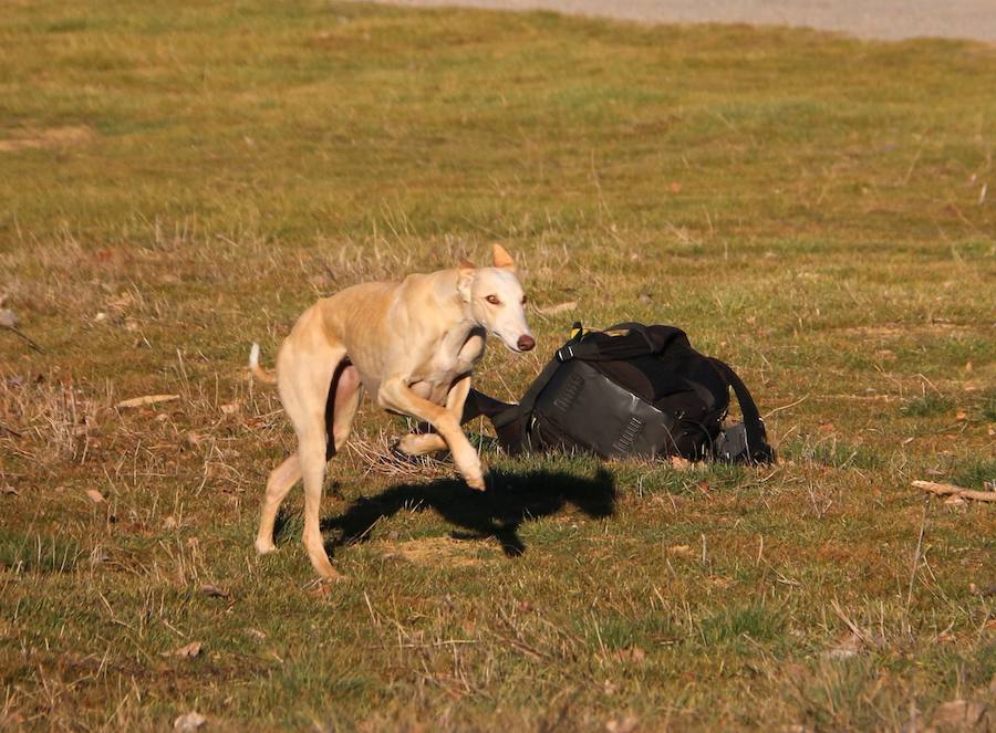 La leonesa Chaparra ha permitido a León colarse en el medallero del Nacional de Galgos 50 años después