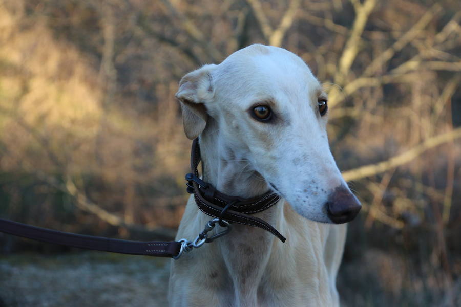 La leonesa Chaparra ha permitido a León colarse en el medallero del Nacional de Galgos 50 años después