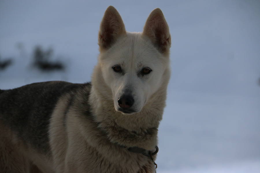 Fotos: Vegarada, capital del mushing