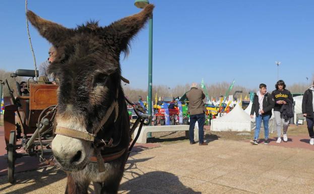 Un borrico, en la Feria de Febrero. 