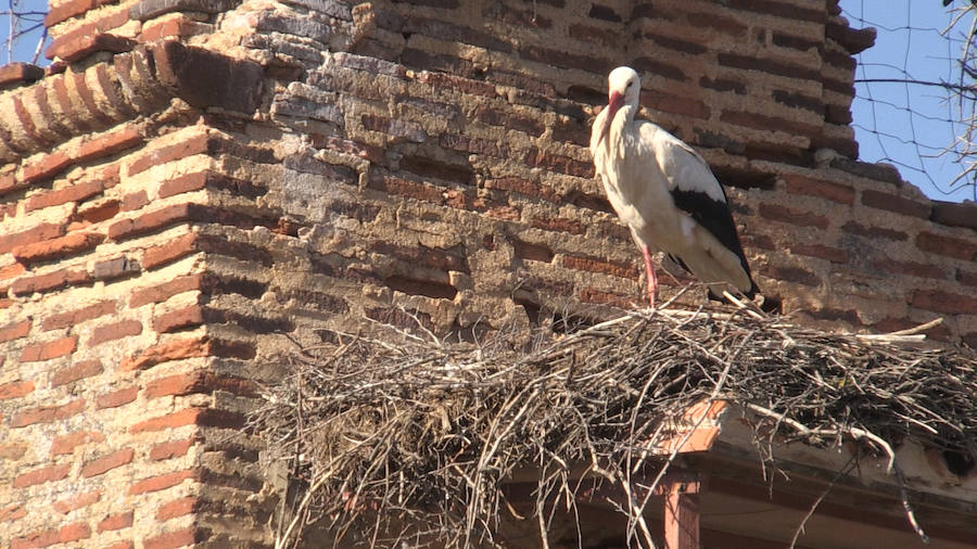 Fotos: Las ilustres vecinas de Valverde de la Virgen