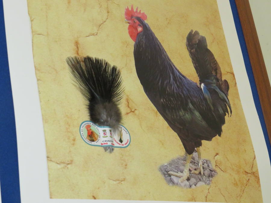 Fotos: XXIII Muestra de Gallo de Pluma y Mosca Artificial de La Vecilla