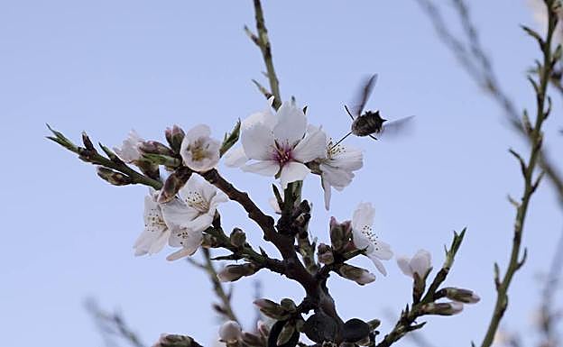 Un almendro en flor atrae a lepidópteros como la esfinge colibrí en busca del néctar