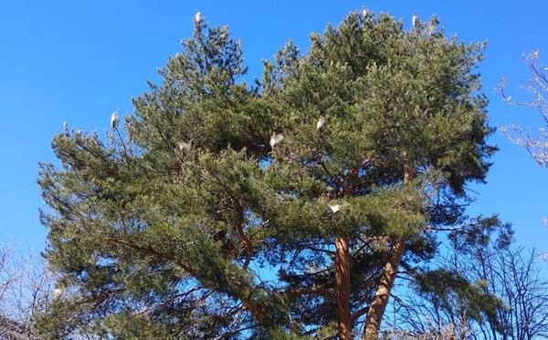 Imagen de los árboles atacados por la oruga procesionaria.