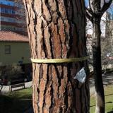 Trampa para atrapar a la procesionaria.